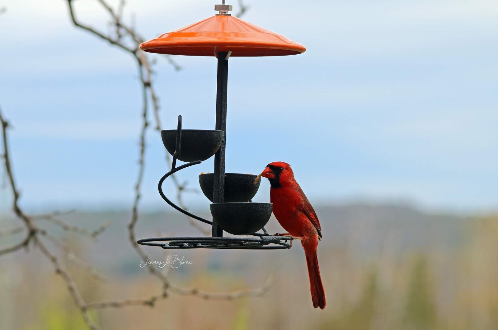 Mealworms on the Menu A Guide to Feeding Your Backyard Birds Live