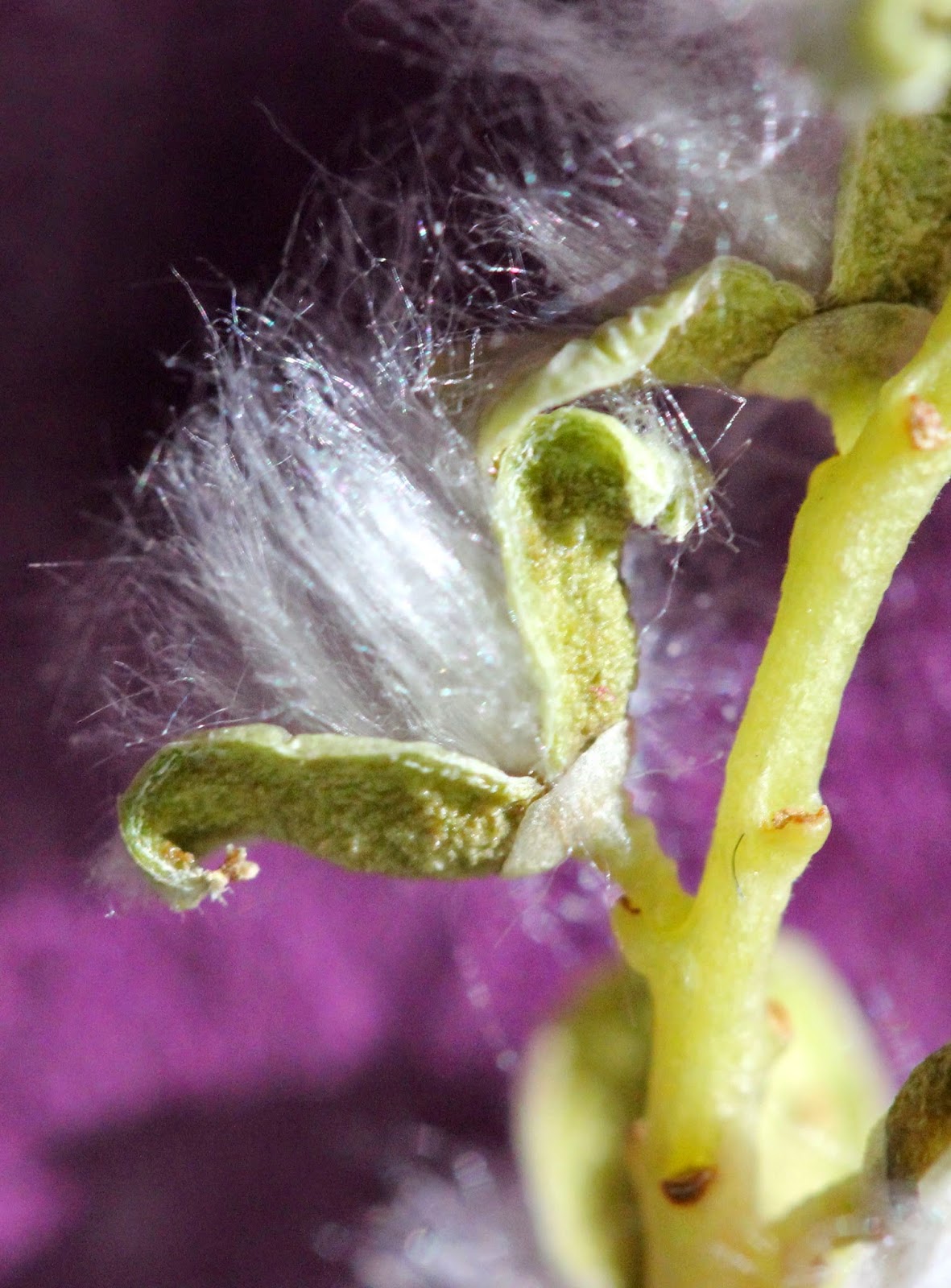Cotton Seed Dispersal