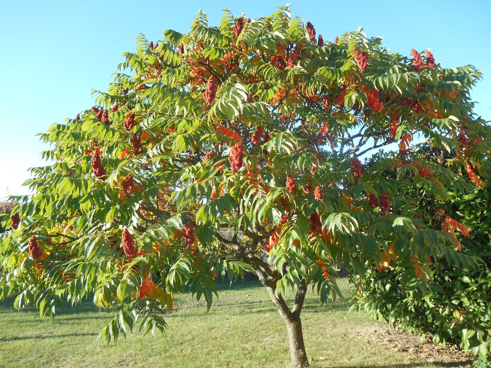 Chen Gai France ) sumac de virginie