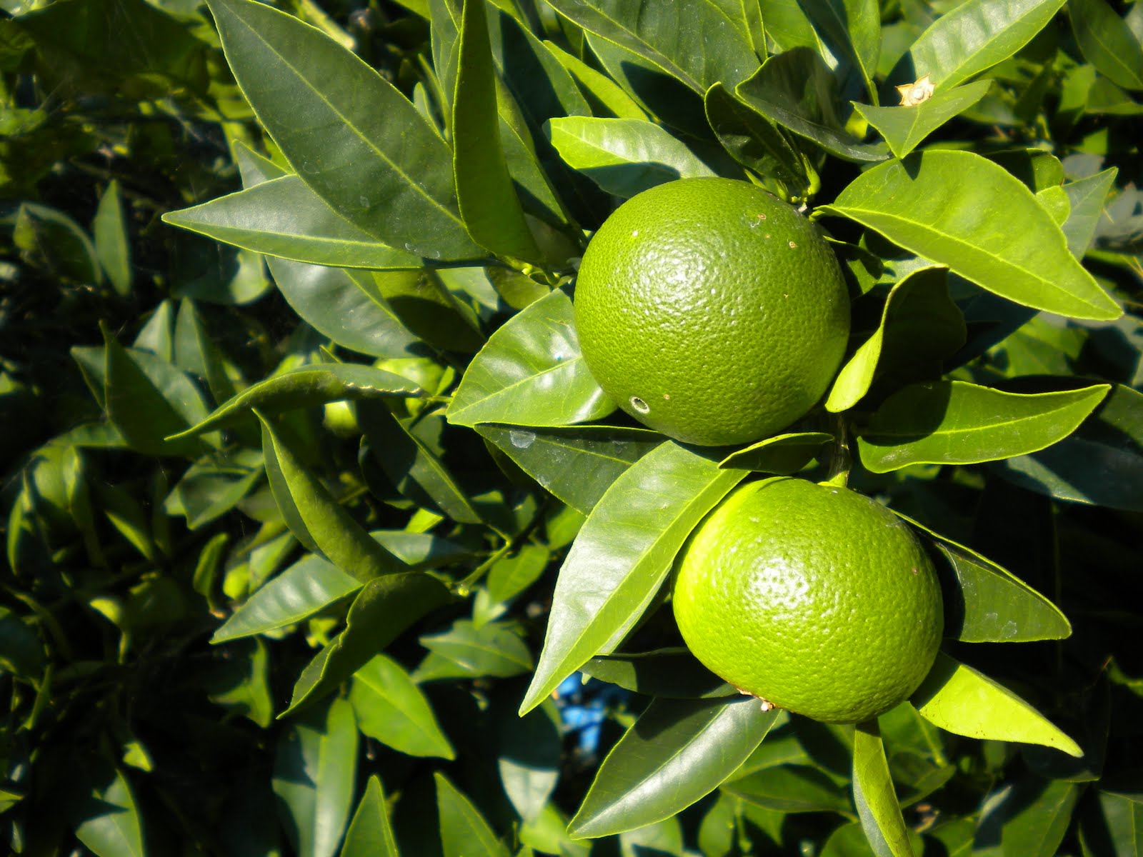 Tending The Veggies . . .: Citrus Trees