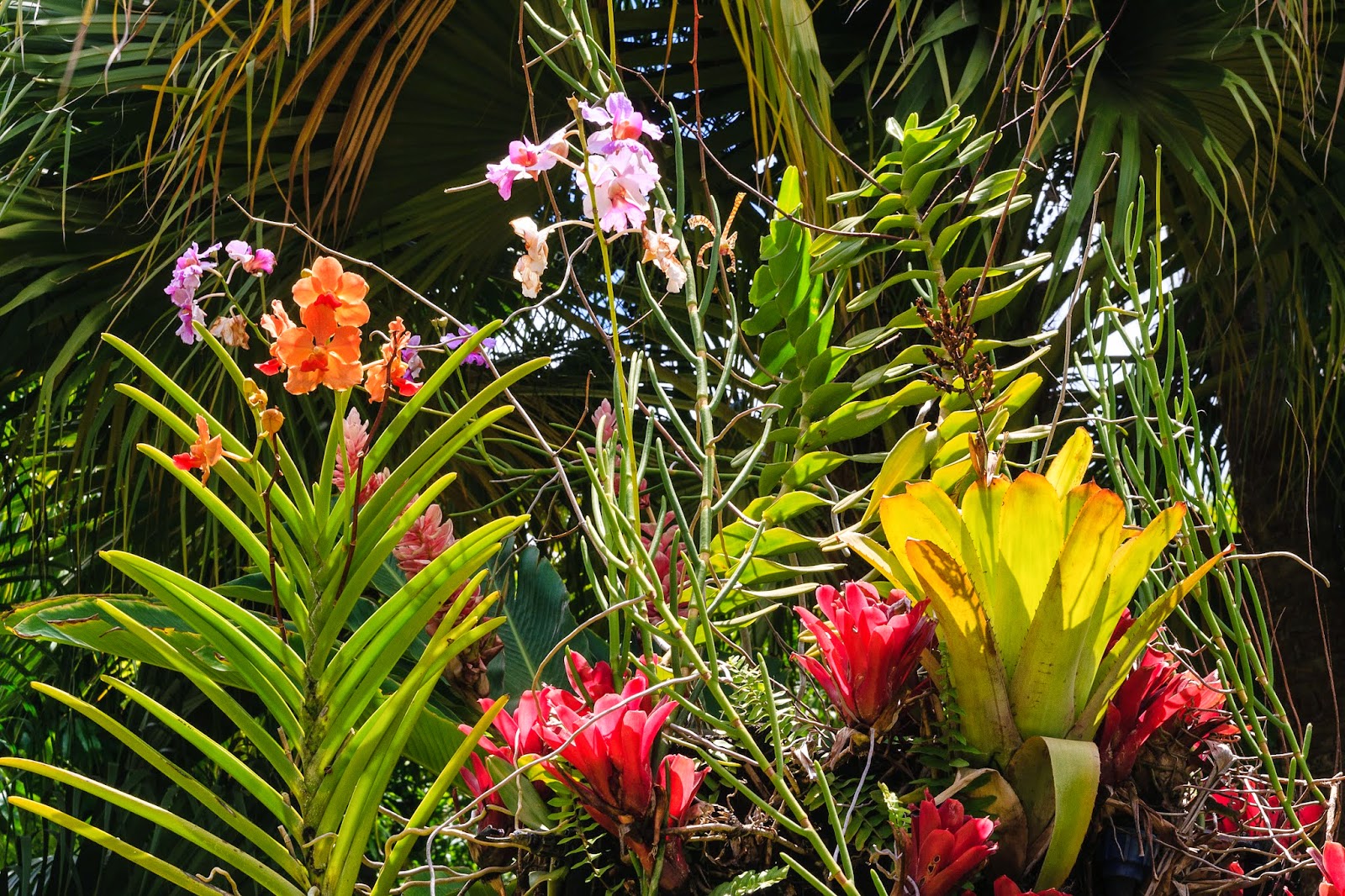 Nisia Iles de toutes les mers Guadeloupe, Jardin botanique de Deshaies