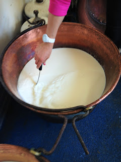 tome du béarn, fromagerie herrere, la laiterie de paris, blog fromage, blog fromage maison, fromagerie urbaine, tour du monde des fromages, fromagerie paris, fromage pau, fromage brebis , brebis basco béarnaise, vache béarnaise, voyage fromage, fromage près de pau
