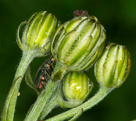 Malachite Beetle, Malachius bipustulatus.  Jubilee Country Park, 2 June 2012.