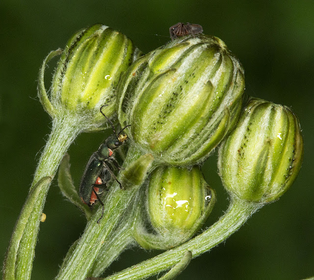 Malachite Beetle, Malachius bipustulatus.  Jubilee Country Park, 2 June 2012.