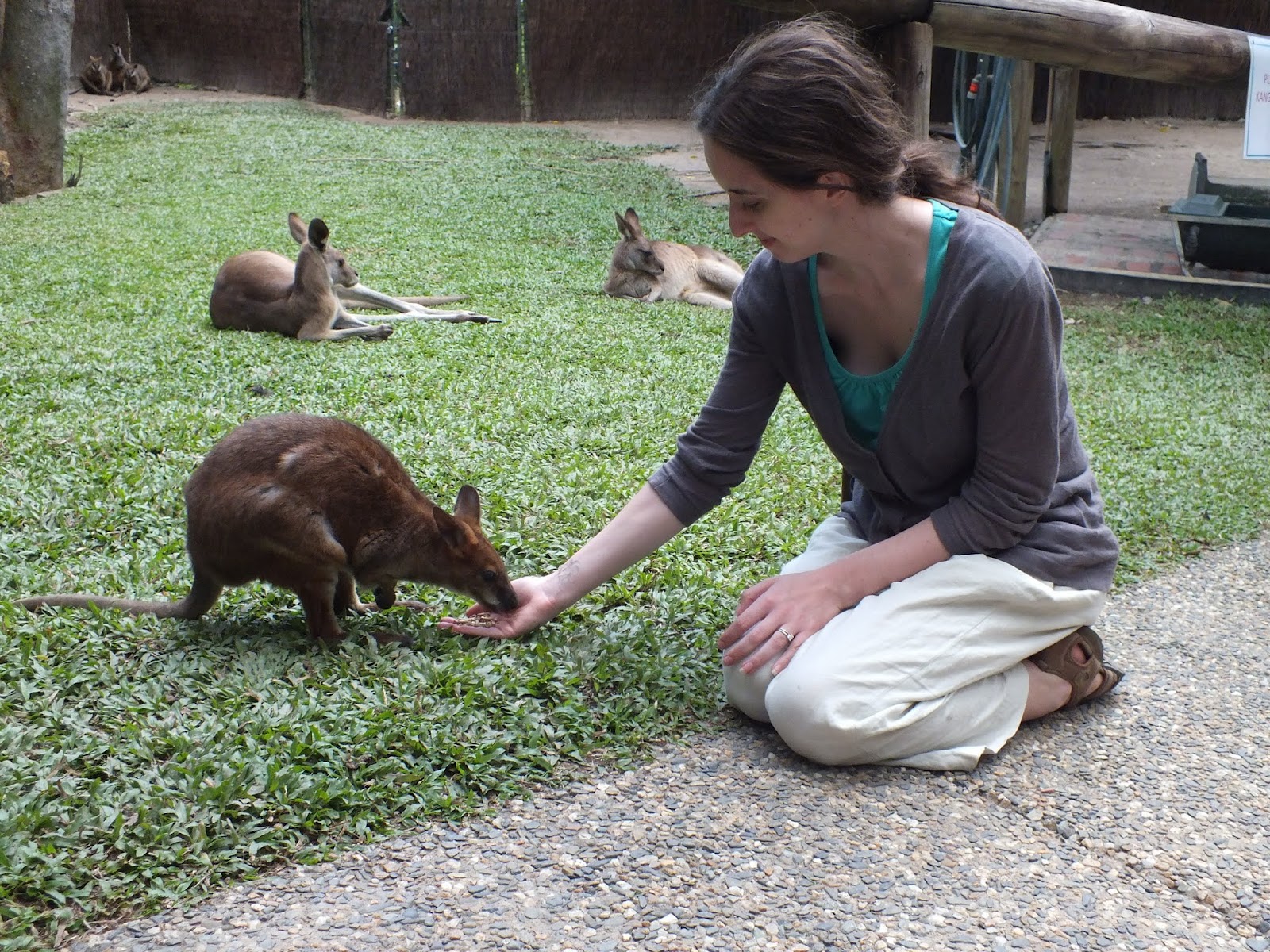 The Senseitions A Down Under Bestiary