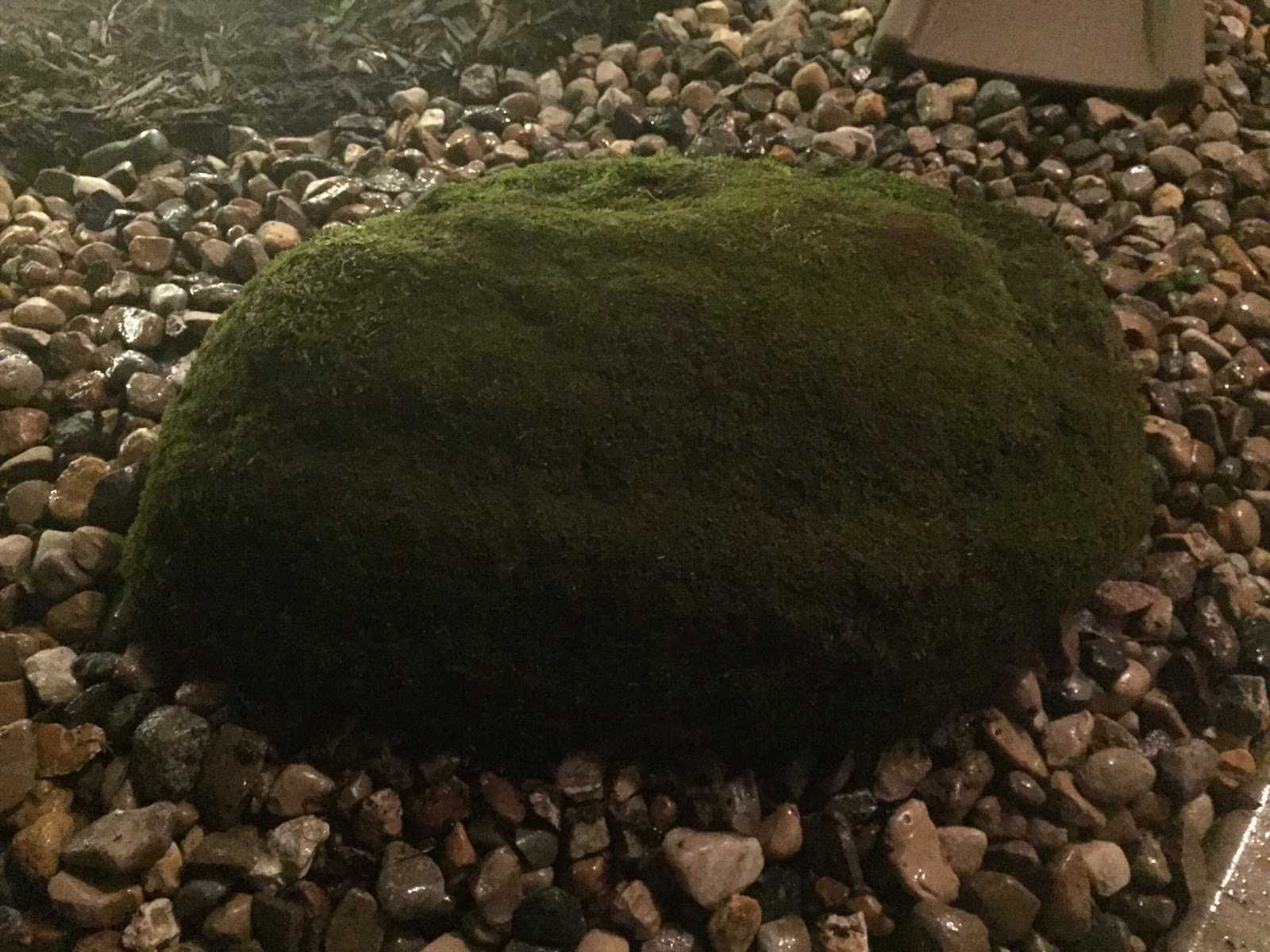 dark green fuzzy moss rock