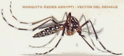mosquito dengue brasil