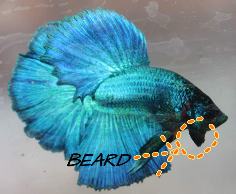 Difference between male and female betta fish