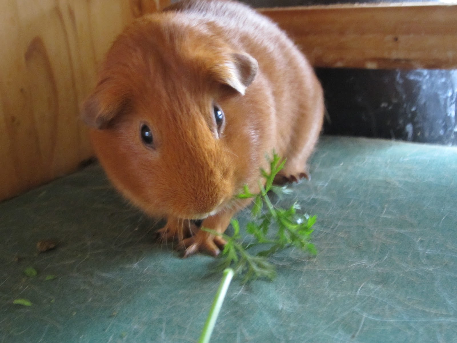 cobayas comiendo tallos de zanahorias