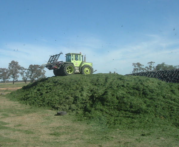 how to make silage, how to make silage for dairy cattle, making silage, making silage for dairy cattle, how to make silage for dairy cows, how to make silage for dairy cow