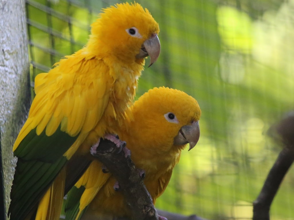 Yellow Parrot HD Wallpapers, Images, Pictures, Photos WALLPAPERS LAP
