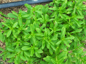 ORGANIC FRESH STEVIA LEAVES