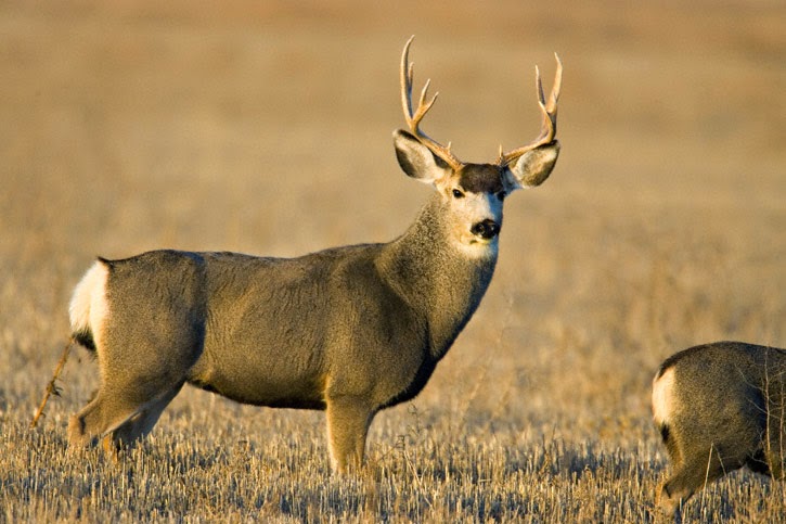 Mule Deer Animals | Facts & Interesting Pictures | All Wildlife Photographs