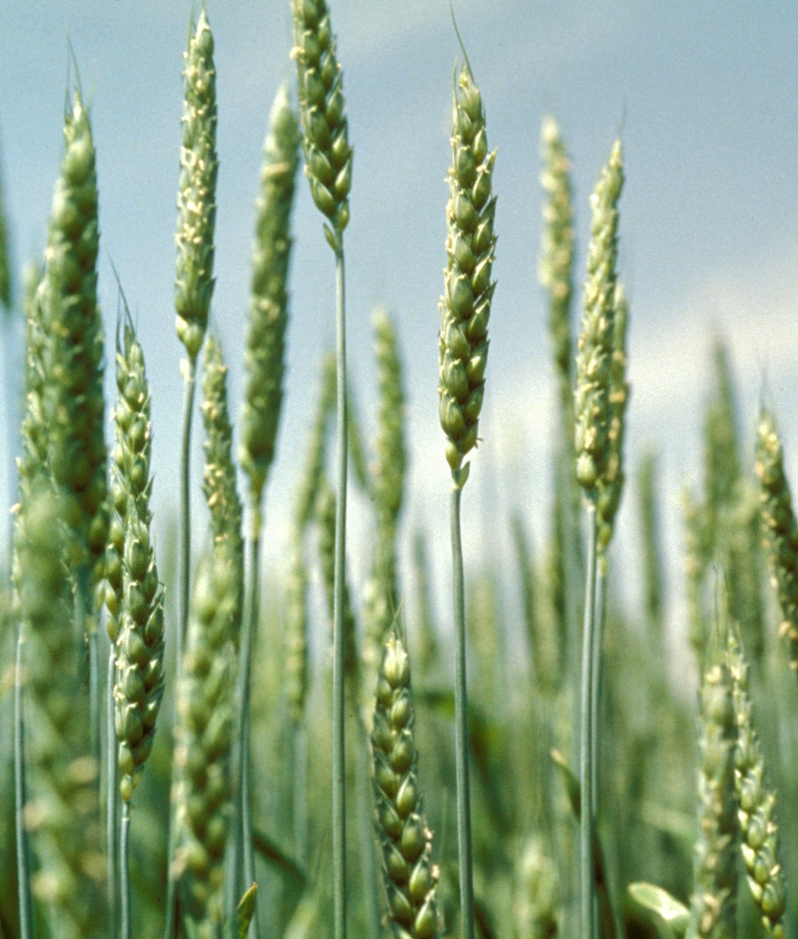 Agriculture Technology Avenue Growing the wheat plant