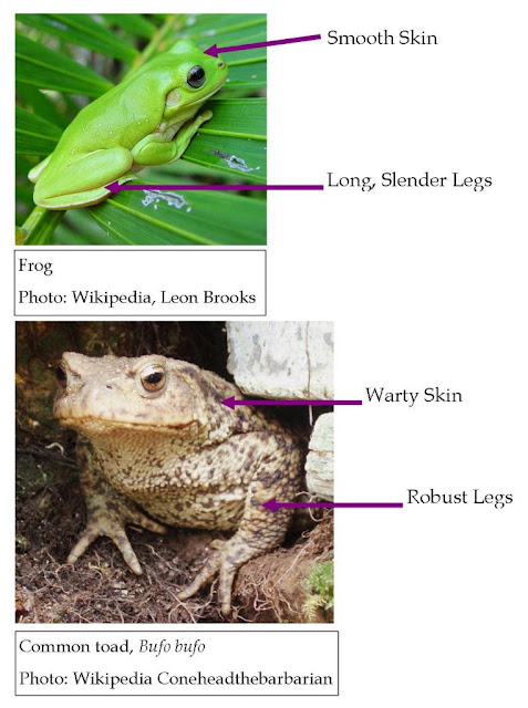 Roots 'n' Shoots: Amphibians - Garden Critter of the Month