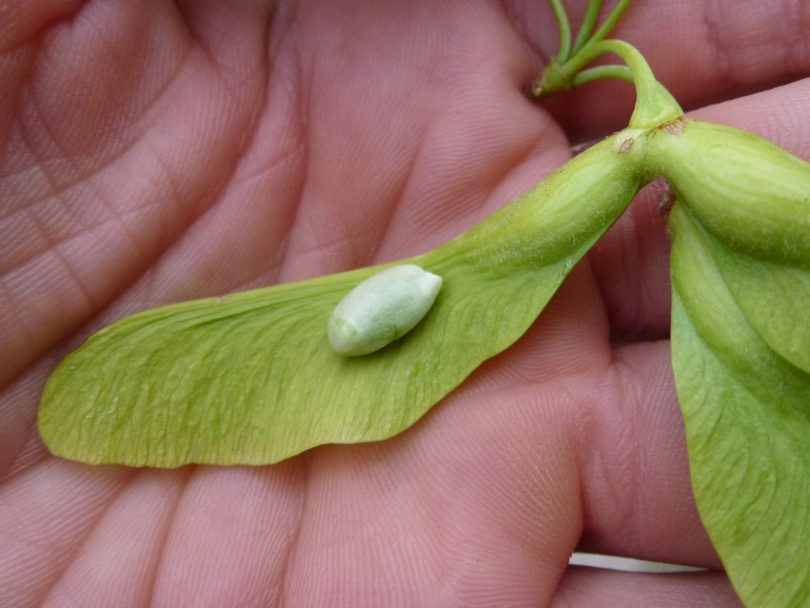 Wild harvests april 2012