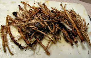 Dandelion Roots
