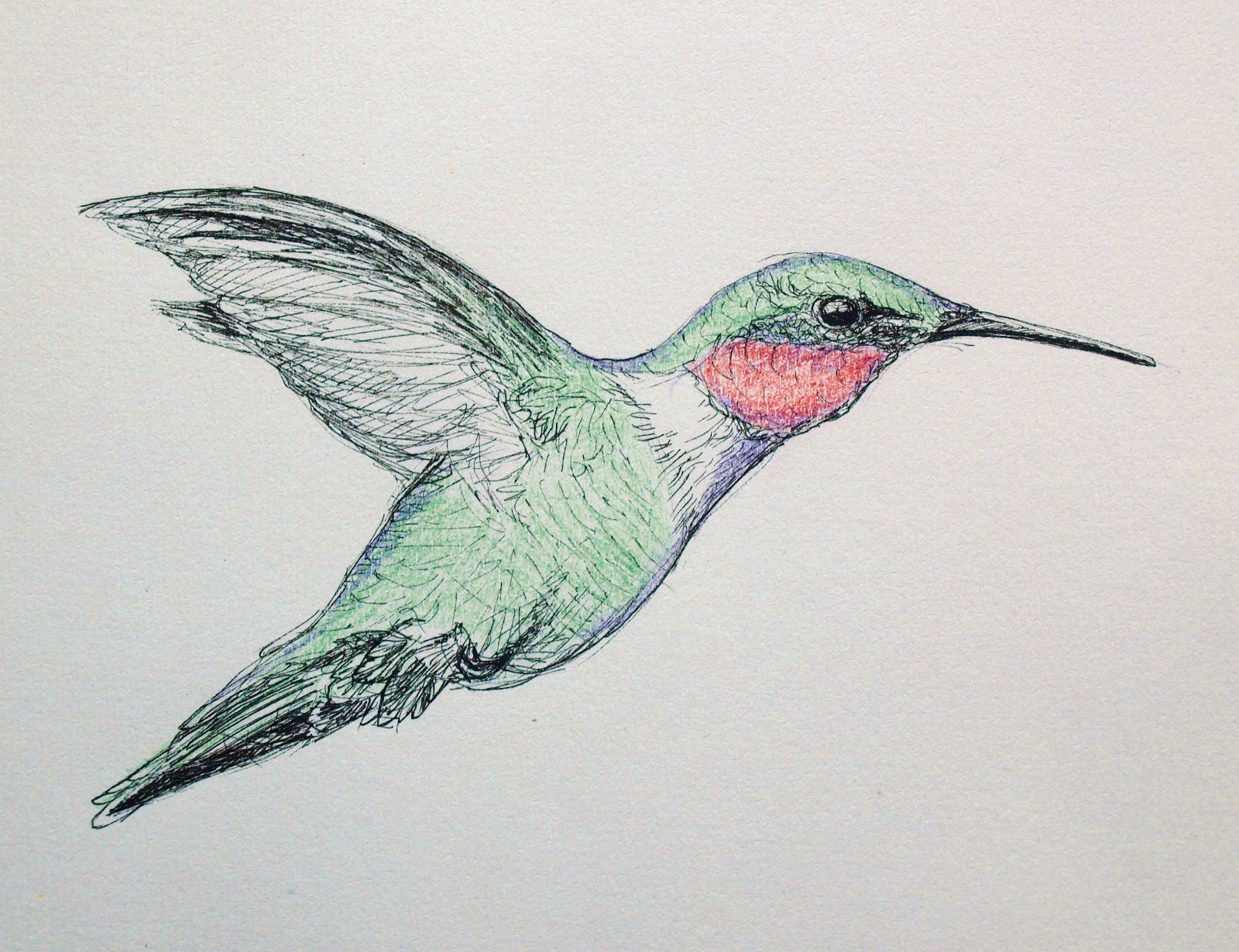 ARTIQUERYROSE HUMMINGBIRD SKETCH, INK AND PENCIL