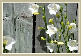 White Bellflowers
