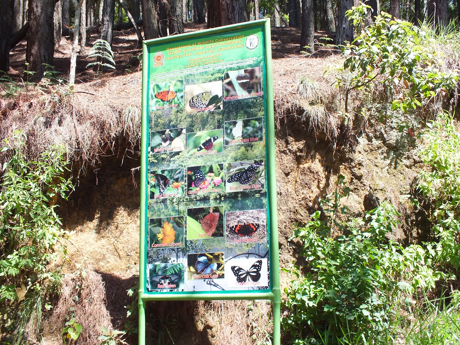 Imageresult for Thangamalai Bird Sanctuary