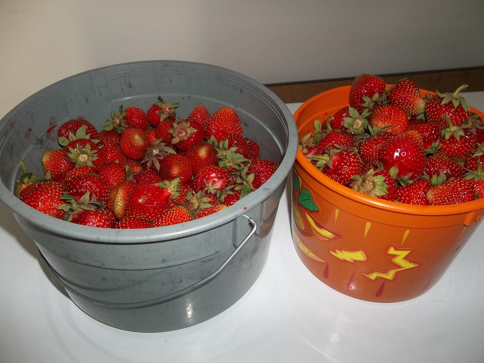 Qpon aving Mommas Bellevue Berry Farm Is Open For Strawberry Picking