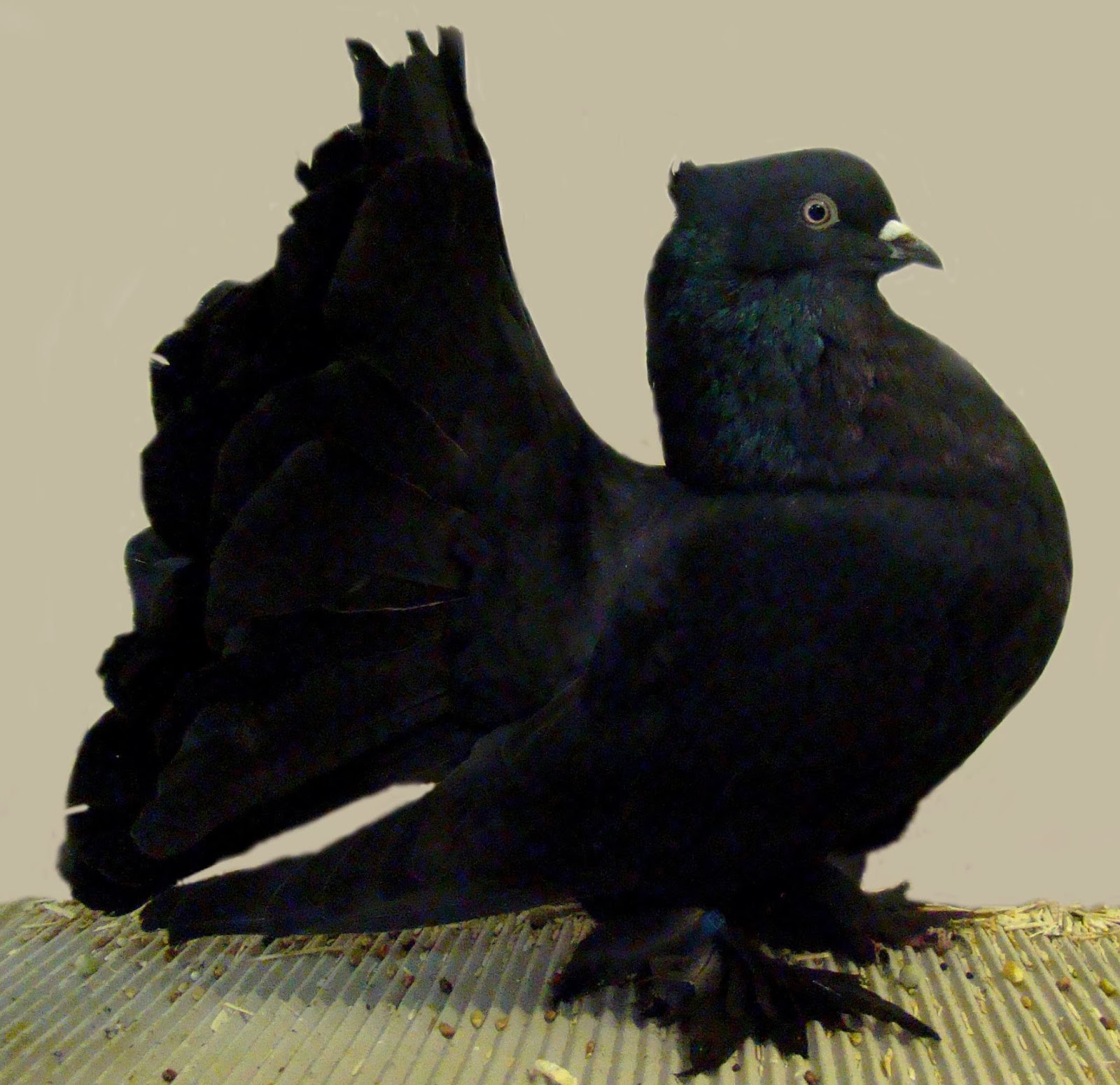 Encyclopedia of Bird Kingdom Indian Fantail Pigeon with Origin