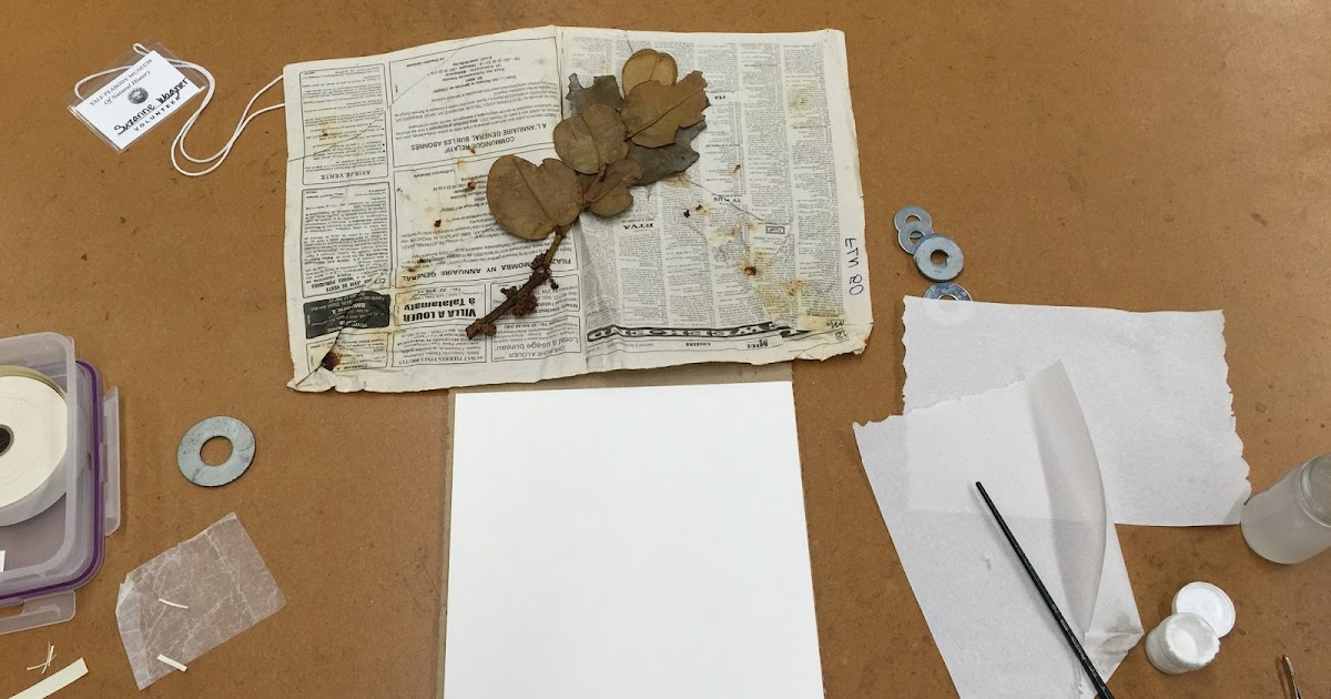 Orange Slices Mounting Specimens at the Yale Herbarium