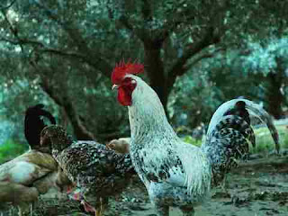 o que significa sonhar com frango o que significa sonhar com frango