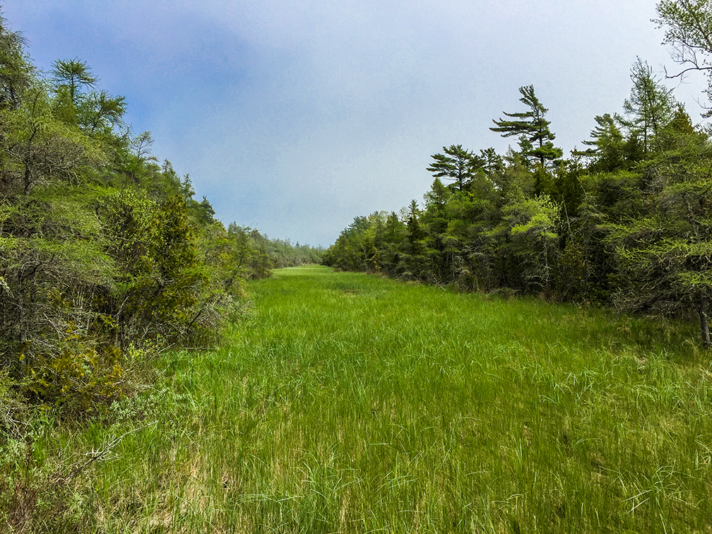 Hiking at Ridges Sanctuary in Door County