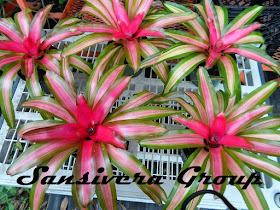 ANEKA BROMELIA BROMELIA-TRICOLLOUR