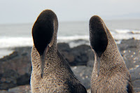 Galapagos Flightless Cormorant Couple