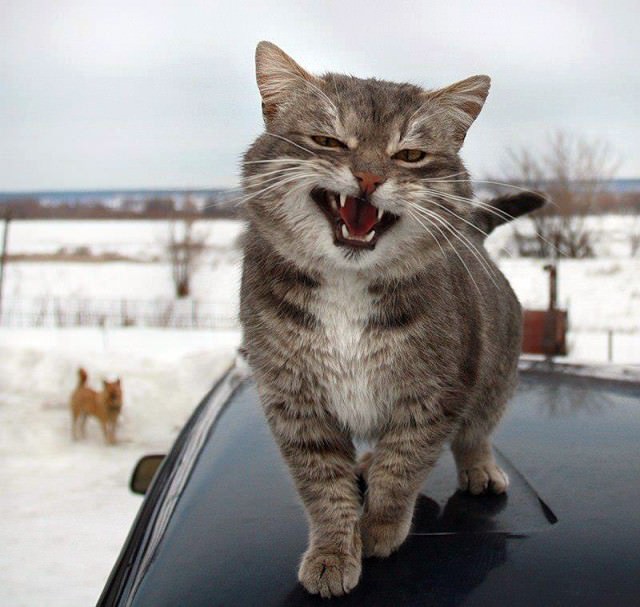 Funny cats - part 298, best funny cat, cat image, cute cat