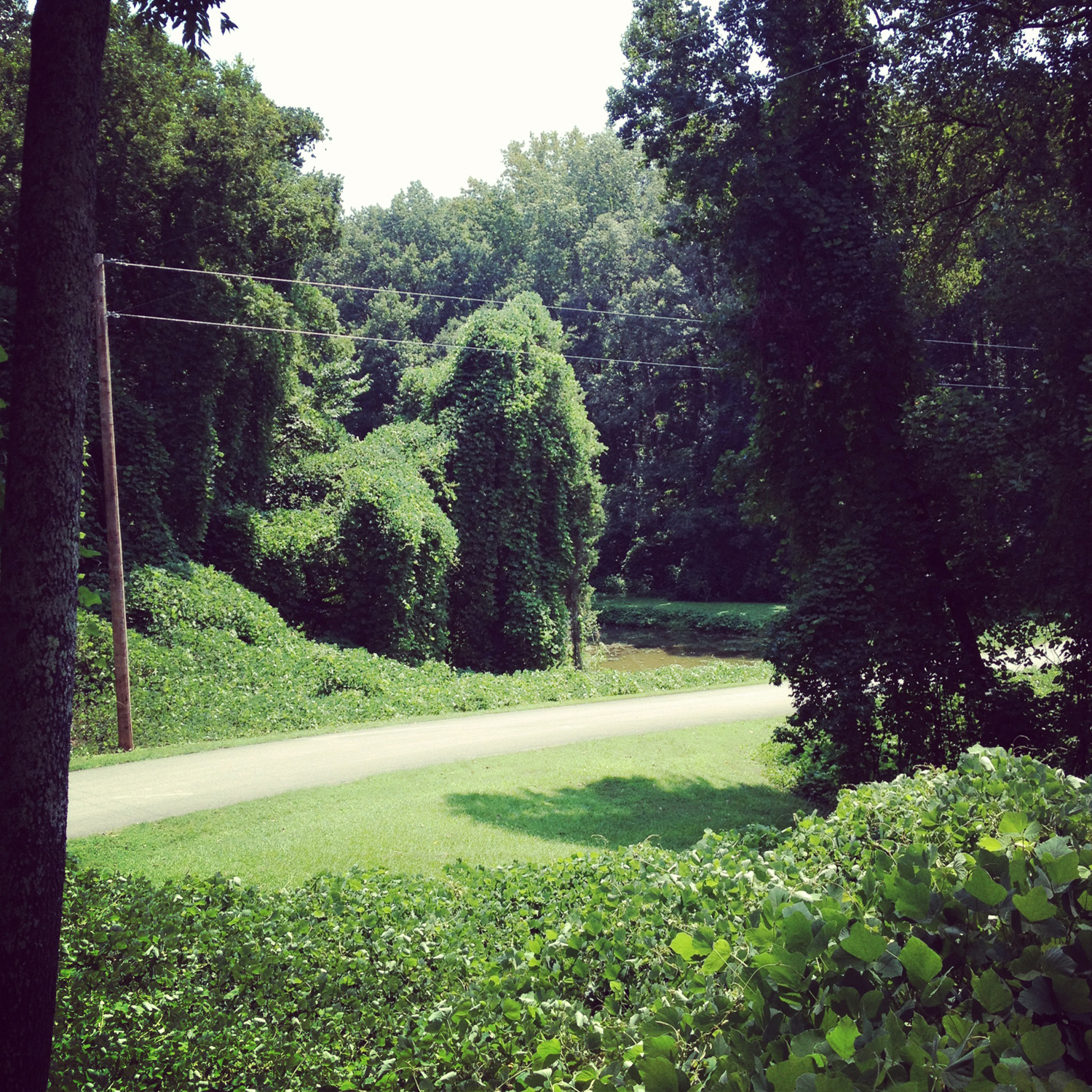 Halcyon Days Kudzu The Amazing Vine That Ate the South