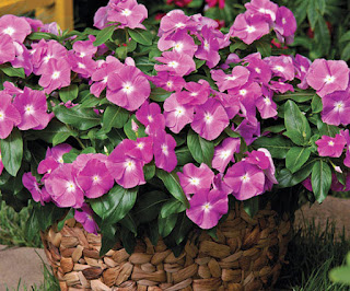 Catharanthus%2Broseus.1
