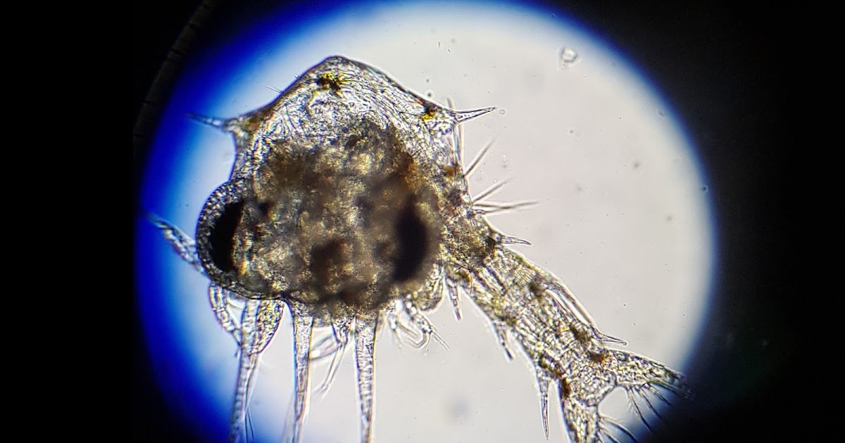 Зоопланктон уровень. Зоопланктон дафния. Зоопланктон рачки микроскоп. Зоопланктон одноклеточные. Зоопланктон под микроскопом.