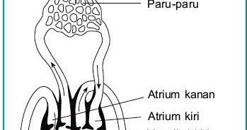 Sistem Peredaran Darah Reptilia : Sistem Peredaran Darah Mamalia
