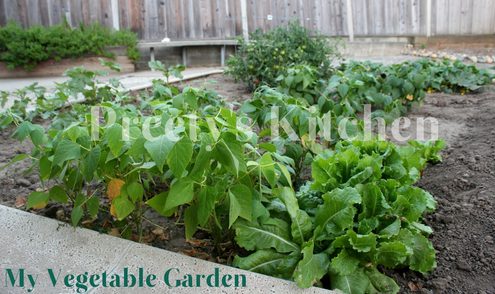Preety's Kitchen: A Peek In My Vegetable Garden (July 2013)