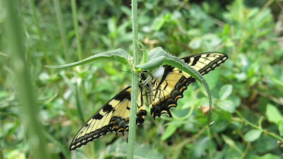 Tiger Swallowtail and crab spider, Wednesday, August 31, 2016, 12:01:20 PM