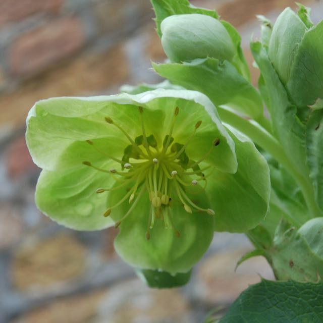 Hellebore Flowers Photo by Hetty