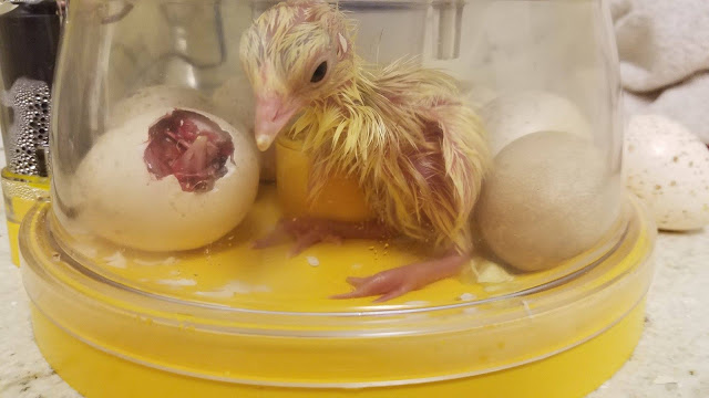 Baby Turkey Poult