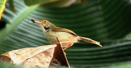 22+ Sarang burung prenjak jali terbaru