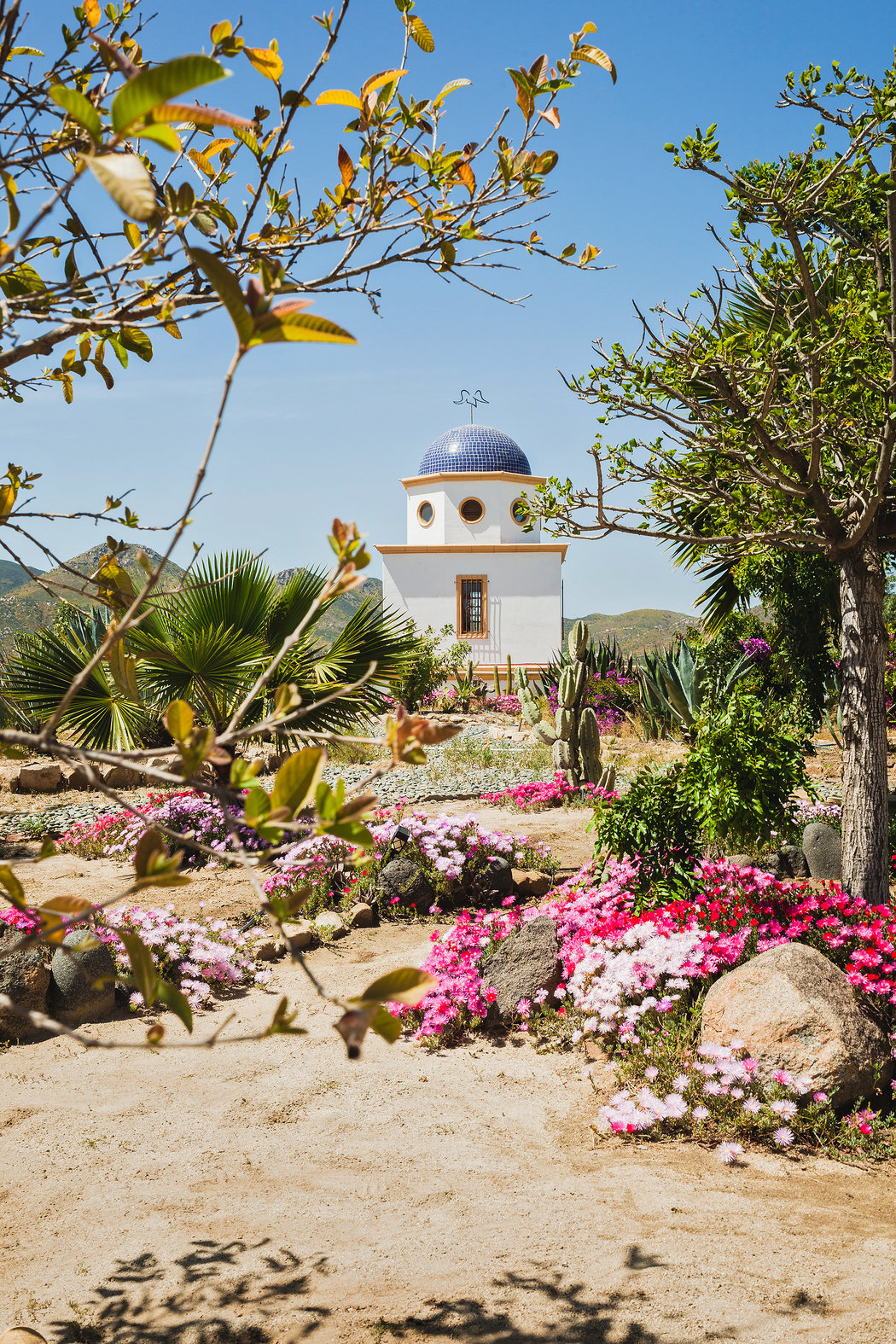 Notas del Valle de Guadalupe: New York Times: A Journey Through Baja 