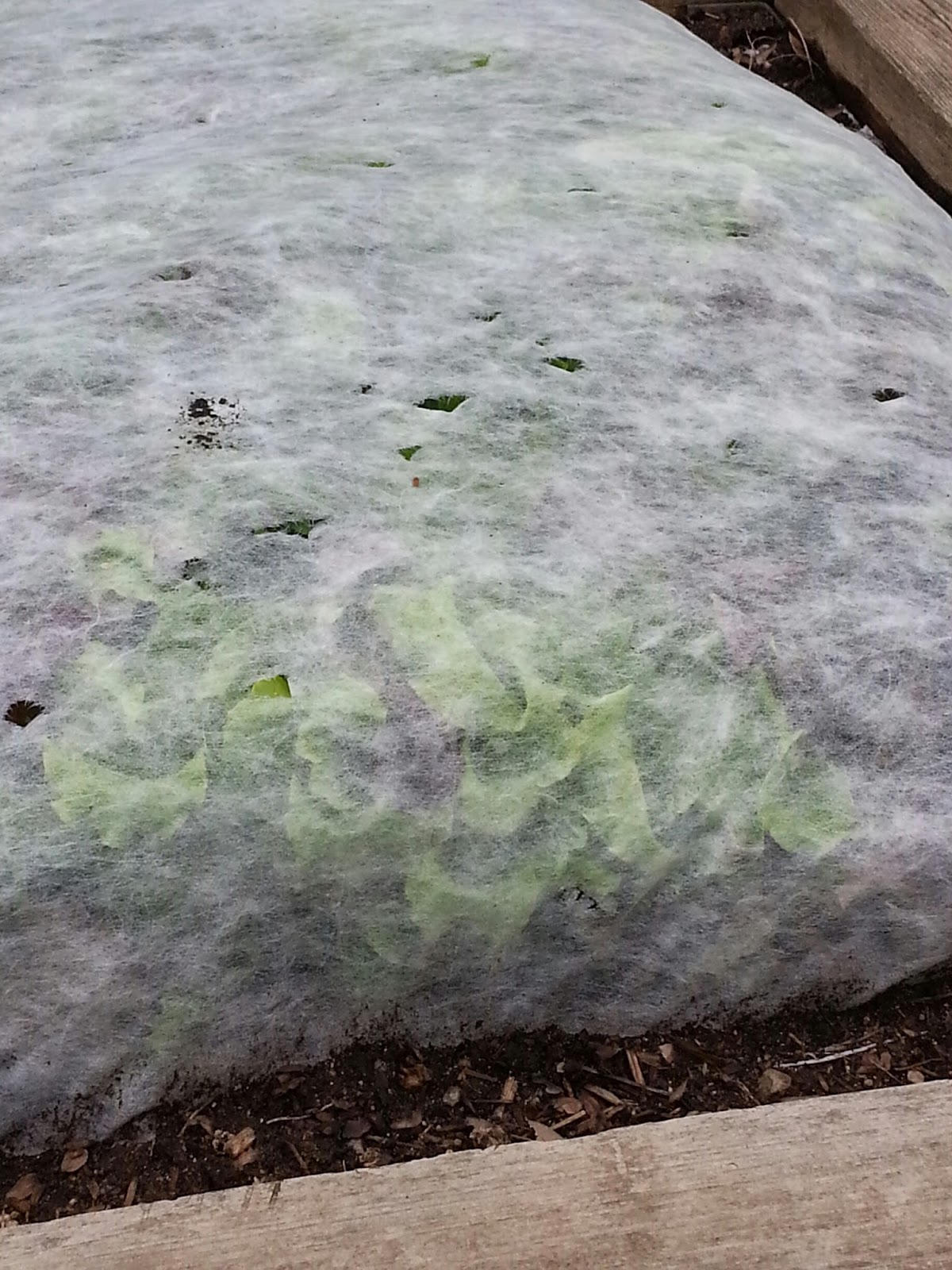 Front Range Food Gardener Greens weather returns