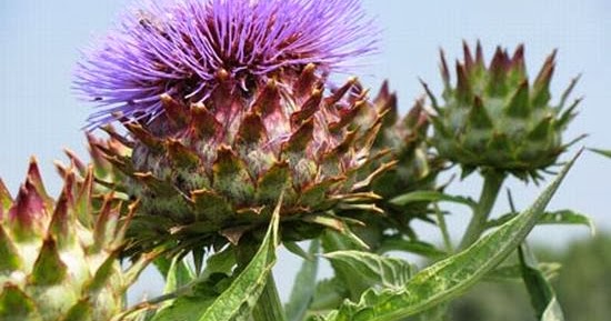 HOW TO GROW ARTICHOKES FROM SEED |The Garden of Eaden