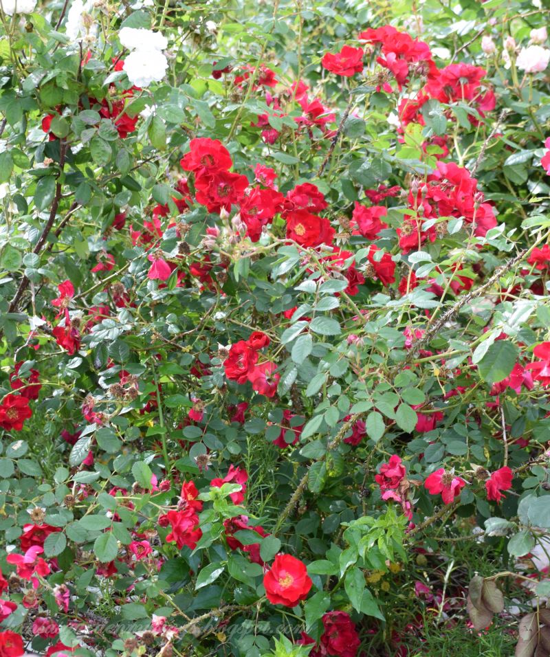 Garden Musings: Canadian Roses