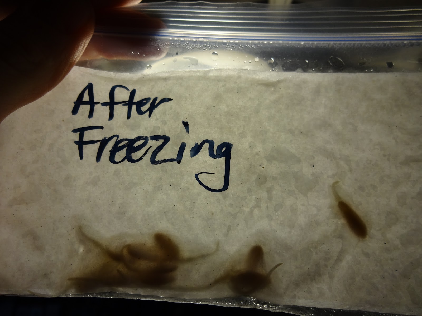 The Scientific Gardener Long Term Storage of Seeds