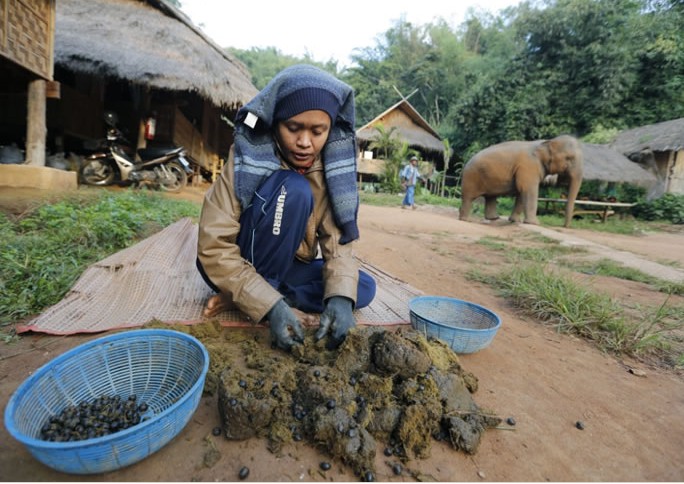 Bosan dengan kopi luwak rasakan kopi gajah, seharga Rp 14,9 juta / kg