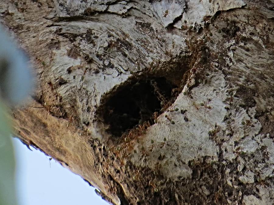 fig parrot nest hollow