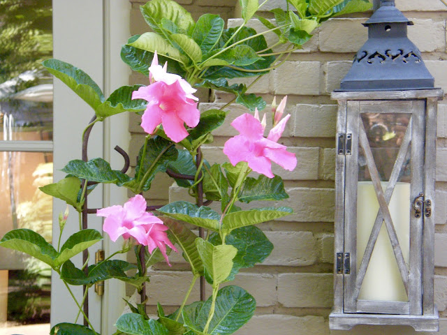 Galvanized metal lantern with battery operated candle inside, accompanied by pink Mandeville vine.