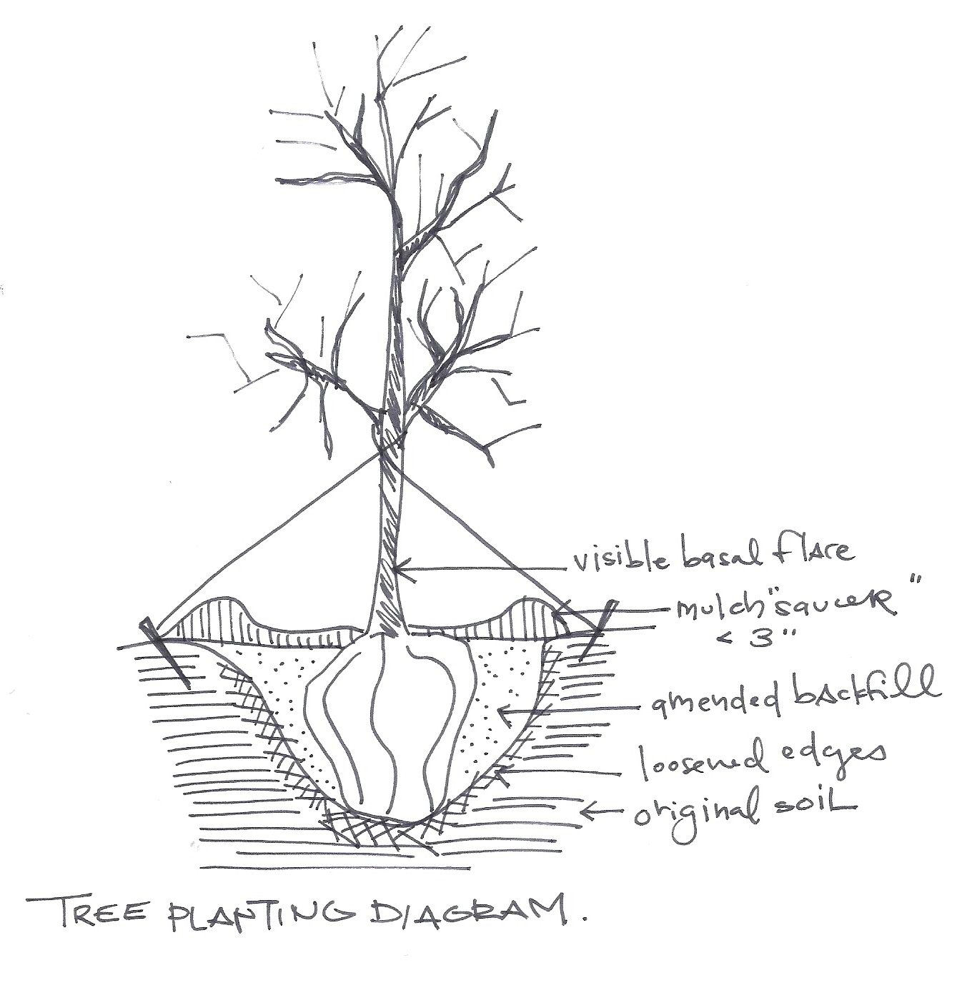 Brantley Snipes Landscape + Design Fruit Trees